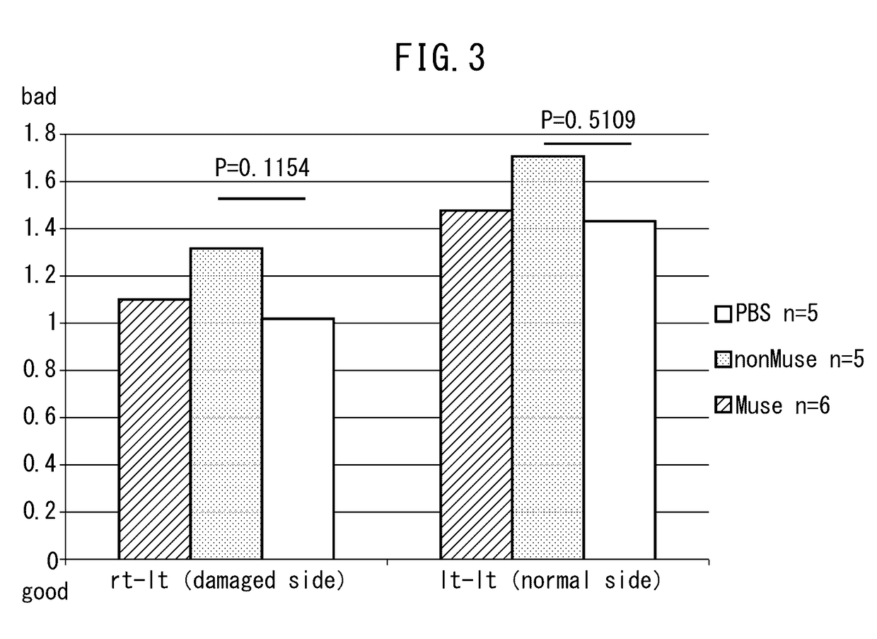 Pluripotent stem cell for treatment of cerebral infarction