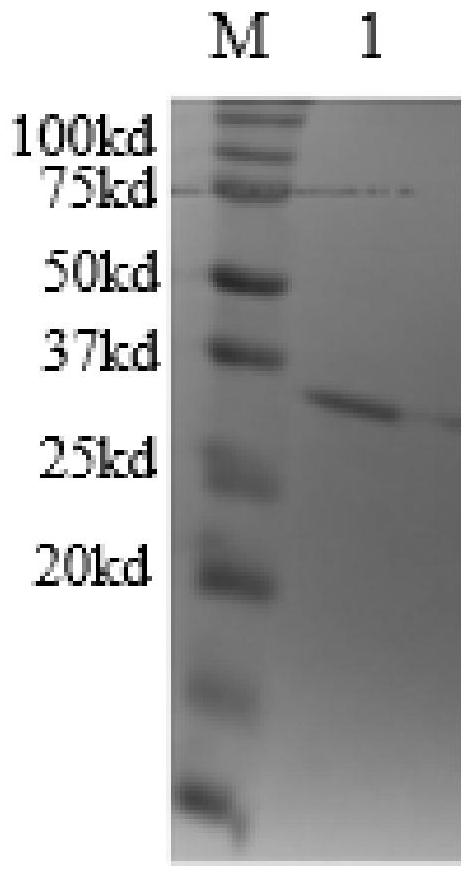 Preparation method of recombinant grass carp interleukin-6 active protein