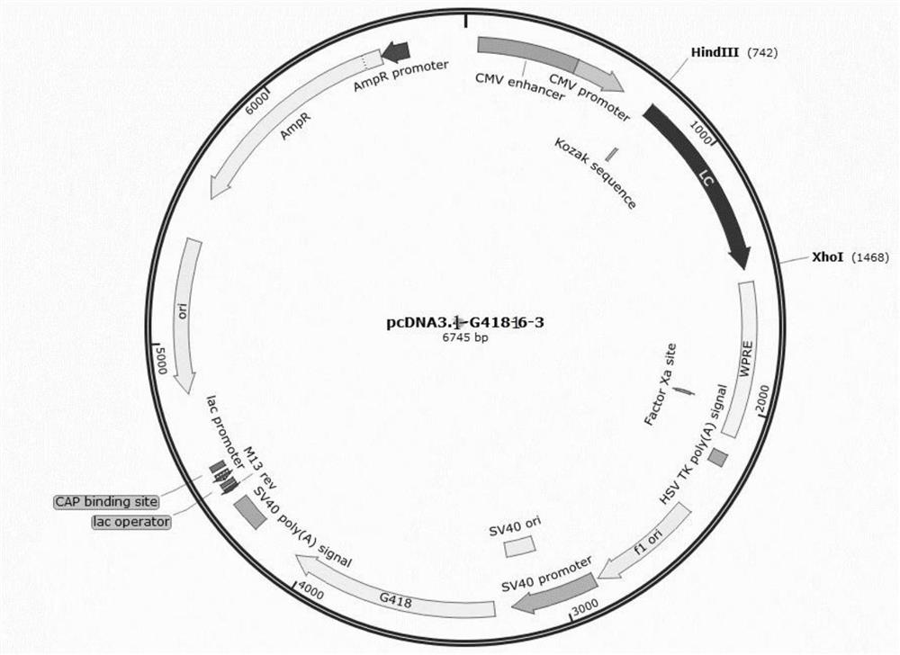 Multifunctional antibody composition