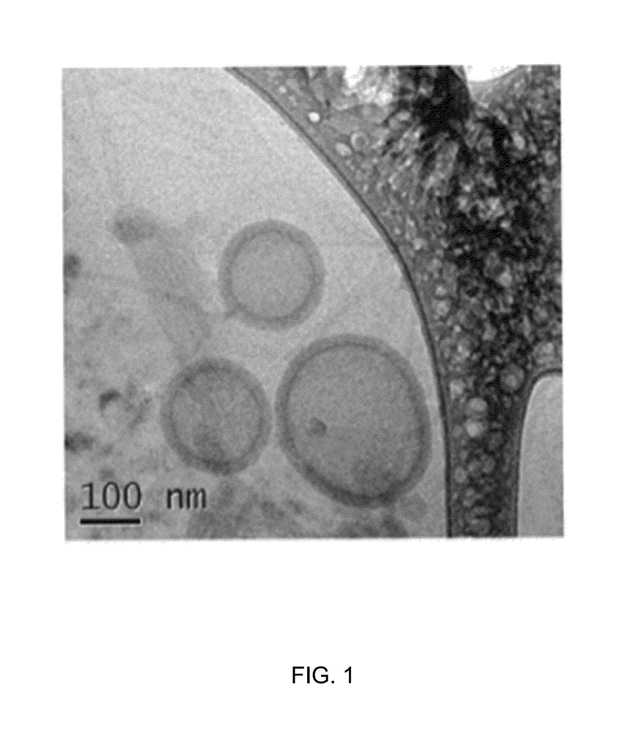 Biodegradable nanoparticles as novel hemoglobin-based oxygen carriers and methods of using the same