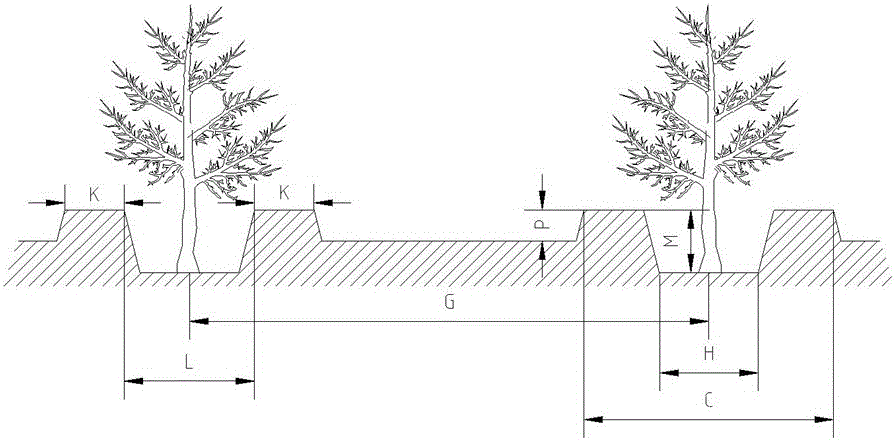 A kind of planting method of continuous high yield and stable yield of almond under the condition of intercropping