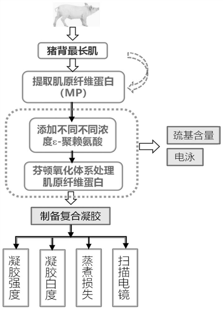 Method for improving performance of myofibrillar protein