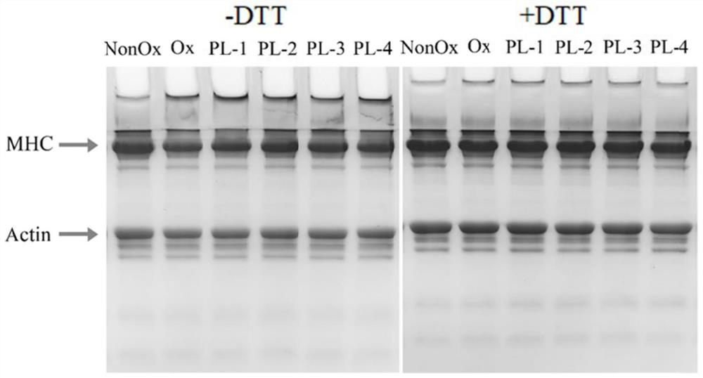 Method for improving performance of myofibrillar protein