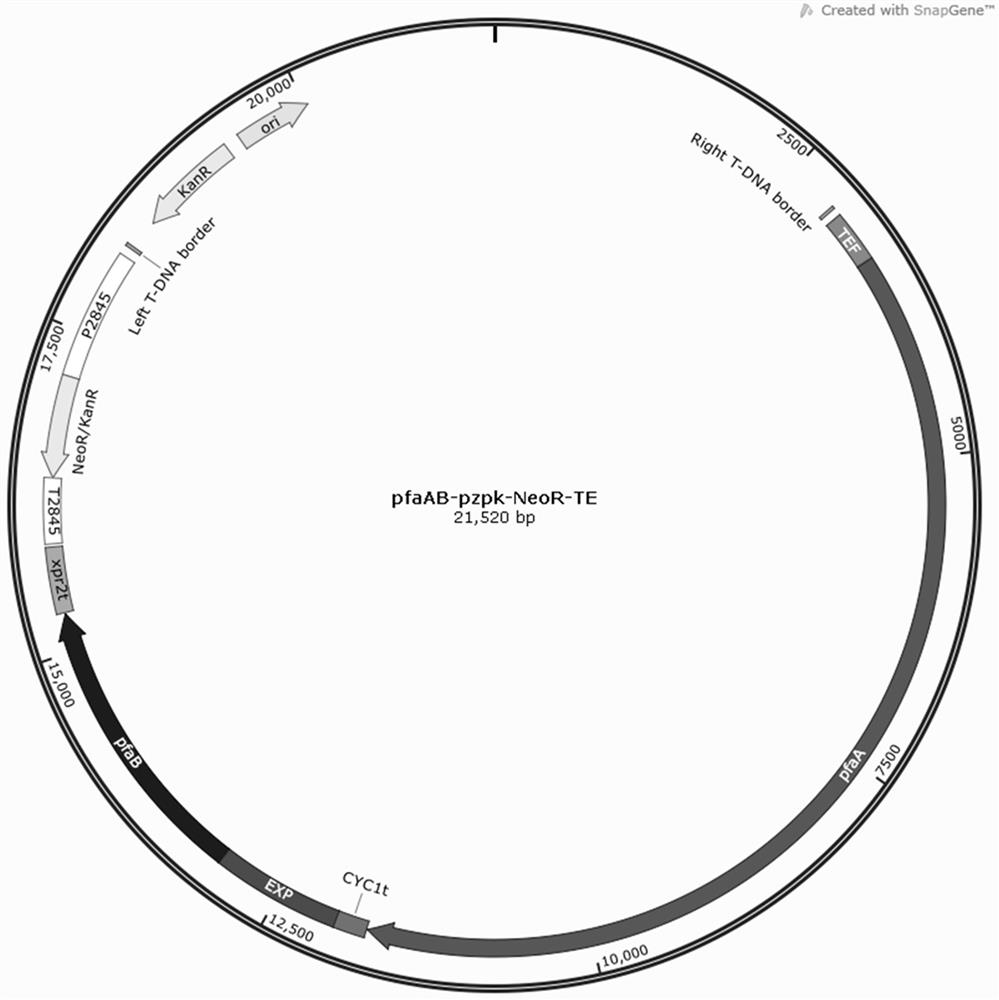 Schizochytrium limacinum genetic engineering strain for expressing EPA synthase gene as well as construction method and application of schizochytrium limacinum genetic engineering strain