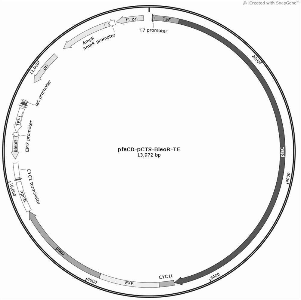 Schizochytrium limacinum genetic engineering strain for expressing EPA synthase gene as well as construction method and application of schizochytrium limacinum genetic engineering strain