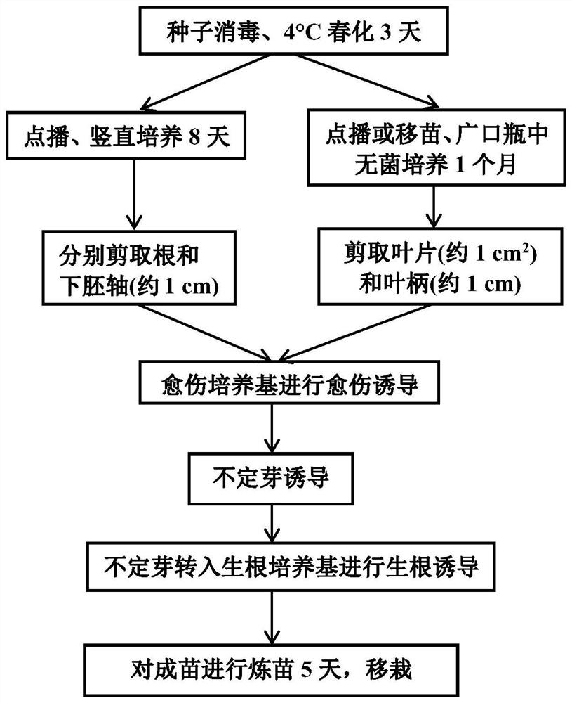 A kind of ephemeral plant Arabidopsis thaliana tissue culture method