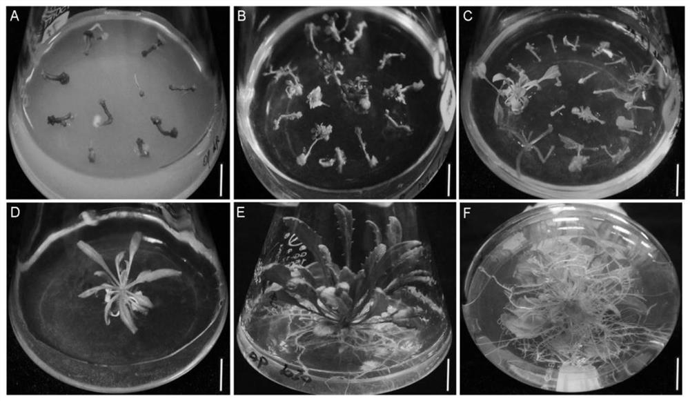 A kind of ephemeral plant Arabidopsis thaliana tissue culture method