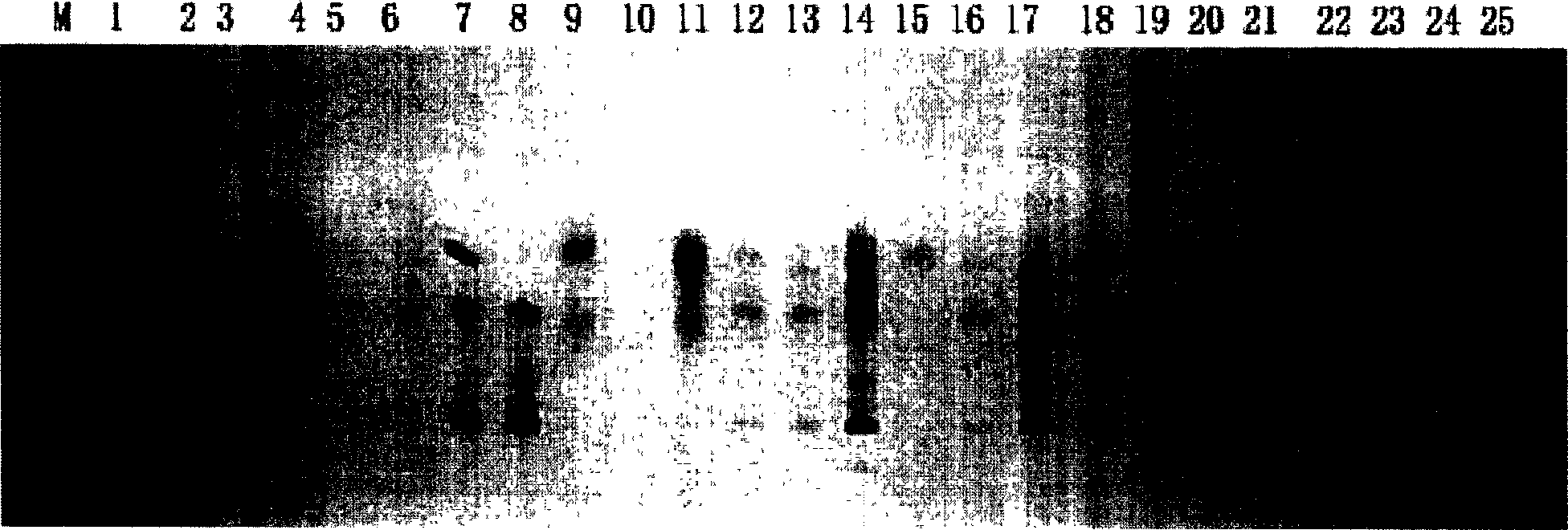 Ramie micro-satellite DNA Label