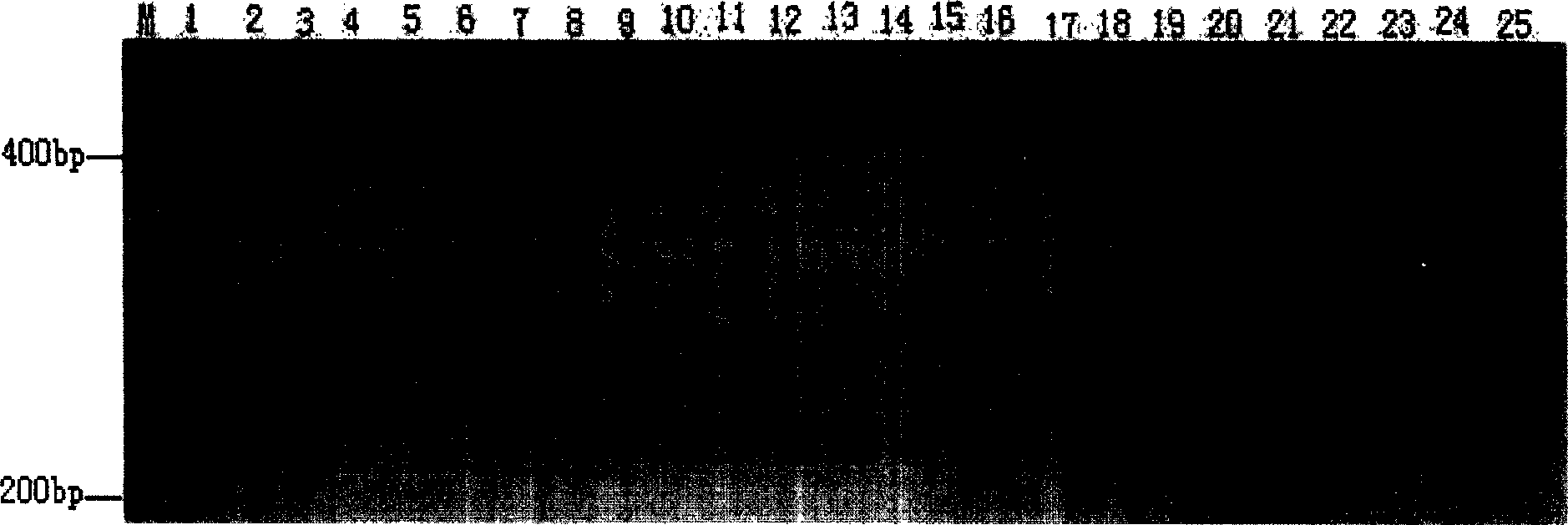 Ramie micro-satellite DNA Label