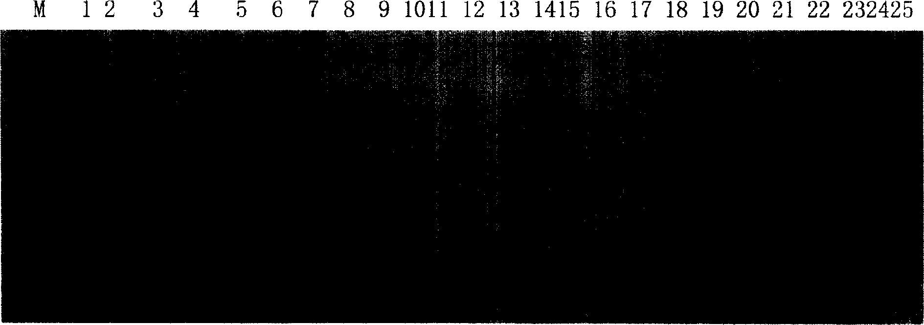 Ramie micro-satellite DNA Label