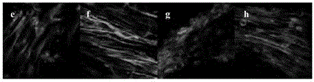 Anti-atherosclerosis drug efficacy evaluation method based on inflammatory responses