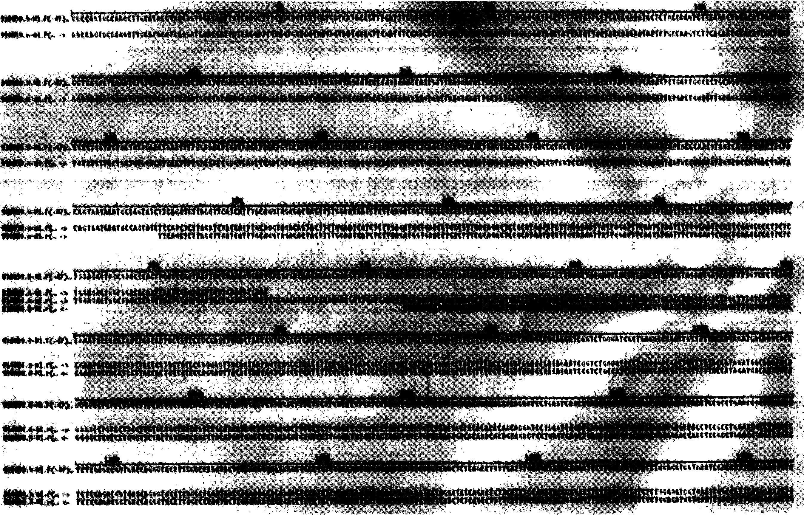 Fuse protein of specific antibody N1M1 and N2M2 and its coding gene