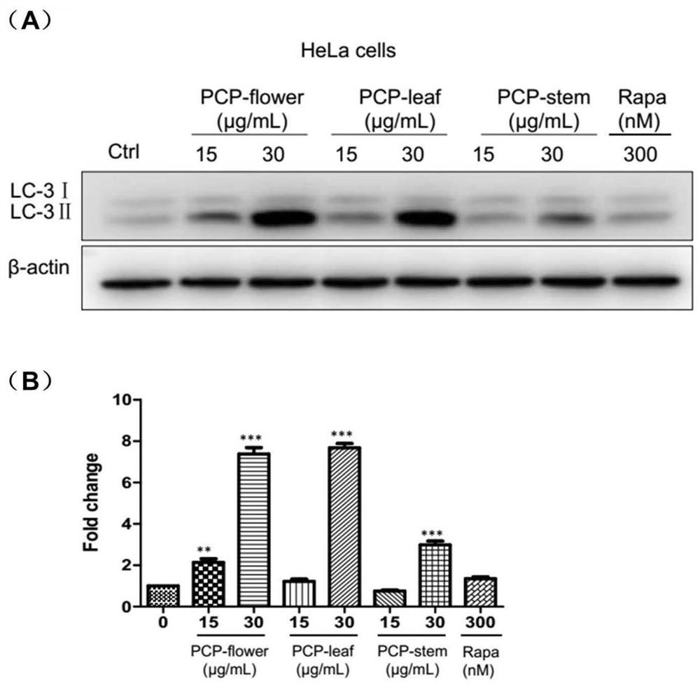 Application of penthorum chinense pursh and compounds thereof in preparation of drugs for alleviating Alzheimer disease