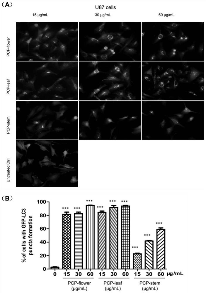 Application of penthorum chinense pursh and compounds thereof in preparation of drugs for alleviating Alzheimer disease