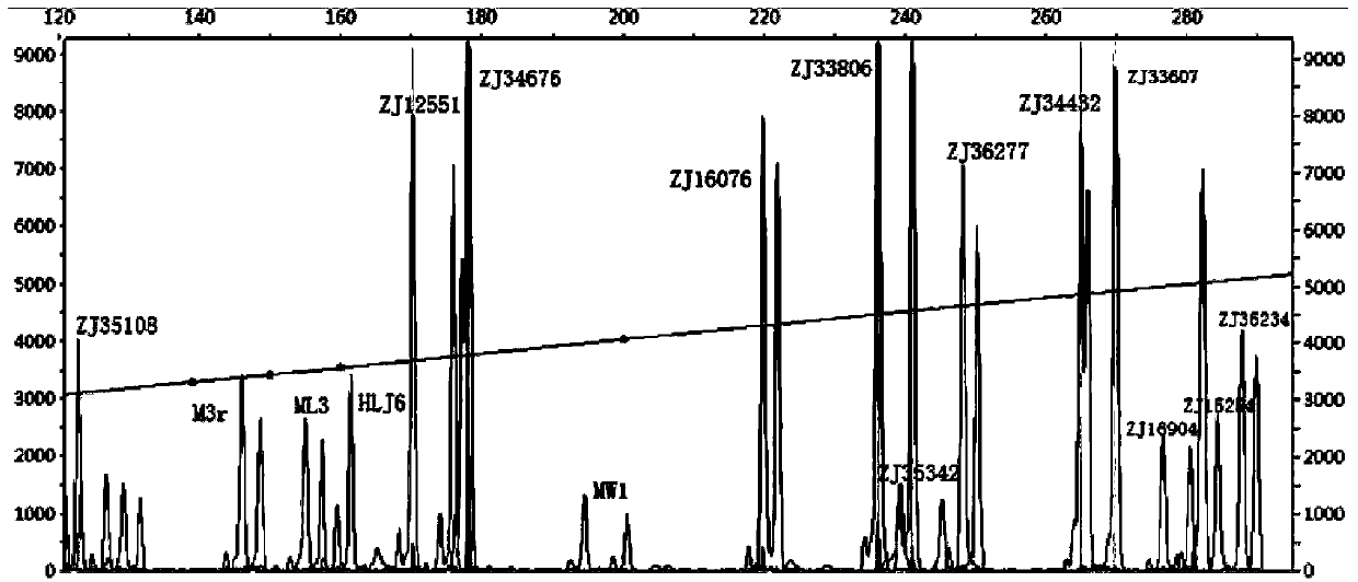 Multiplex fluorescence PCR (polymerase chain reaction) universal adapter for microsatellite detection, and detection method and application thereof