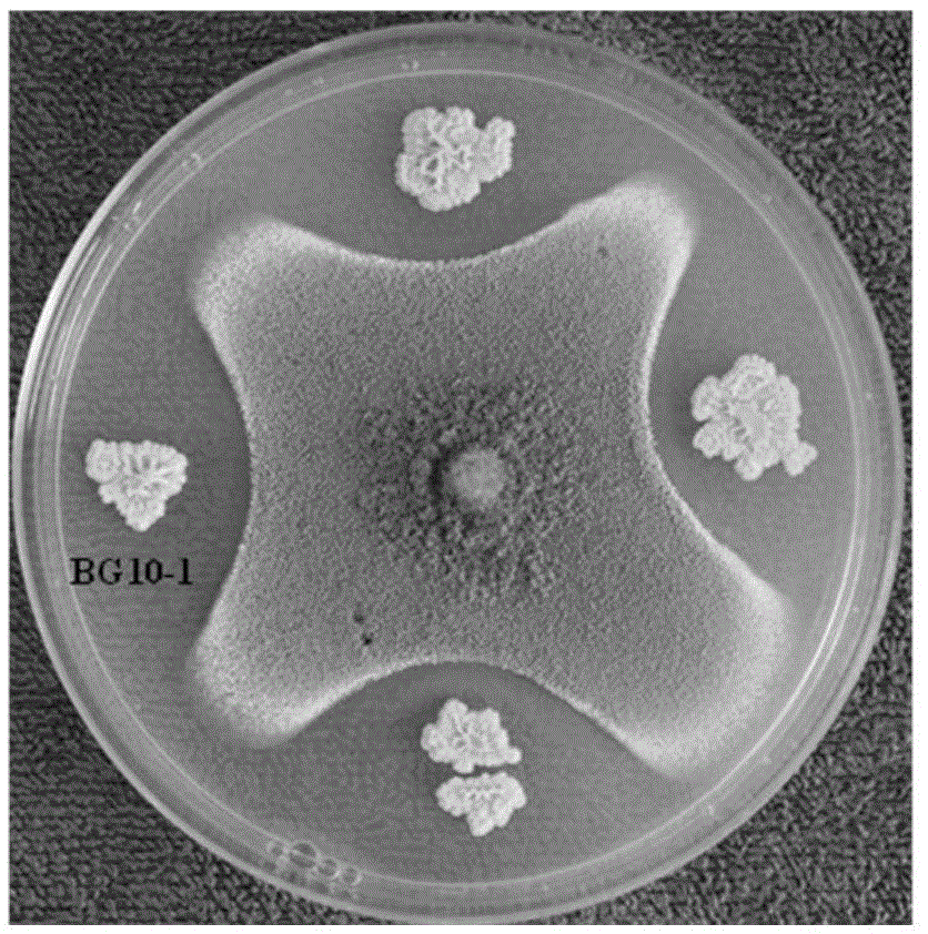 Enterobacter ludwigii BG10-1 and application thereof in biological prevention and control over aspergillus flavus