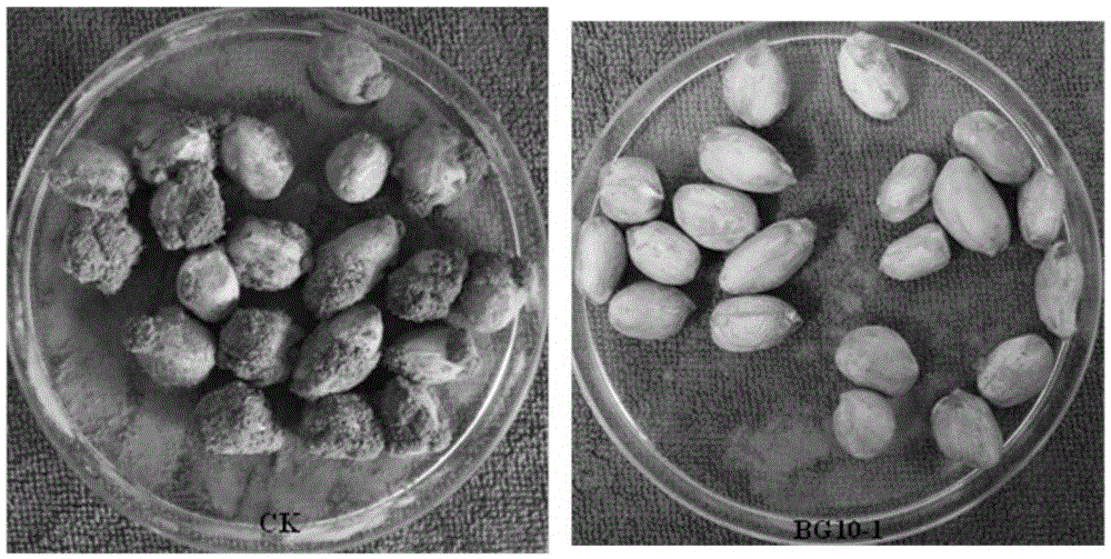 Enterobacter ludwigii BG10-1 and application thereof in biological prevention and control over aspergillus flavus