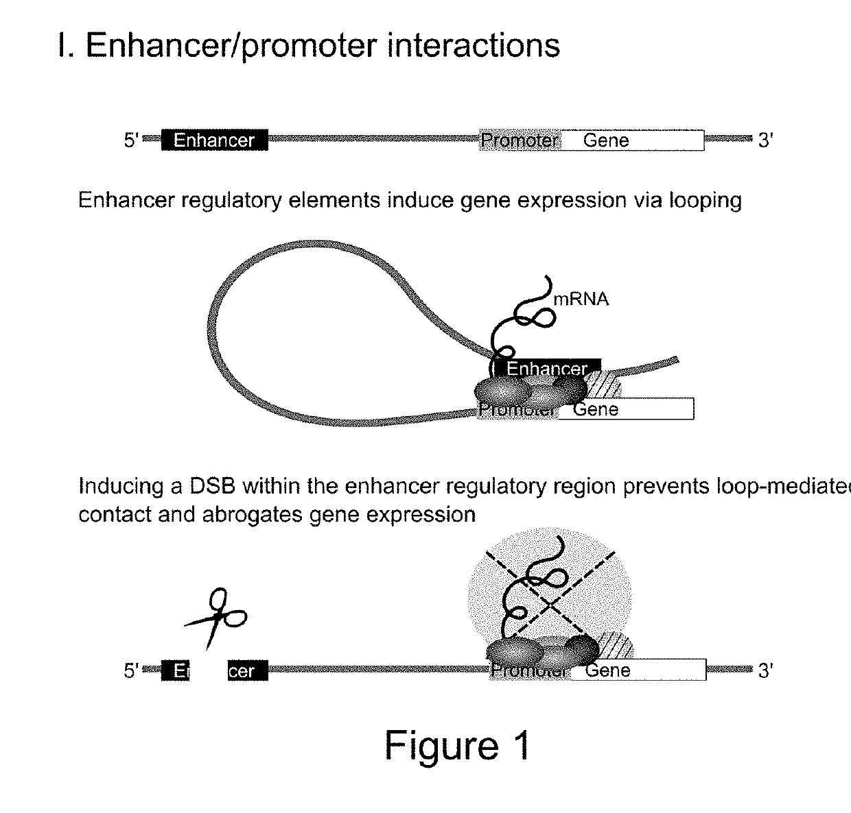 Site-specific nuclease single-cell assay targeting gene regulatory elements to silence gene expression