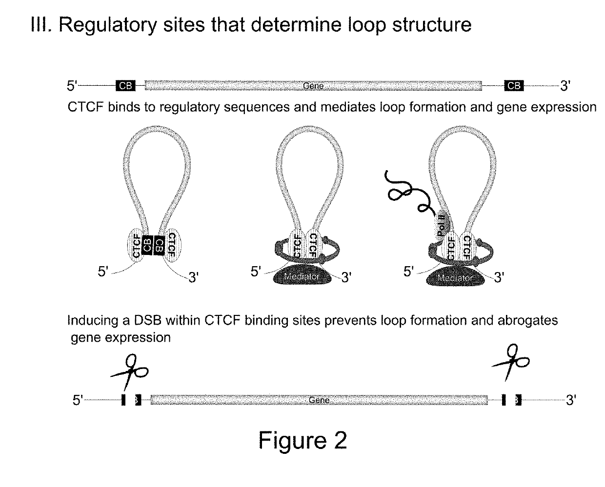 Site-specific nuclease single-cell assay targeting gene regulatory elements to silence gene expression