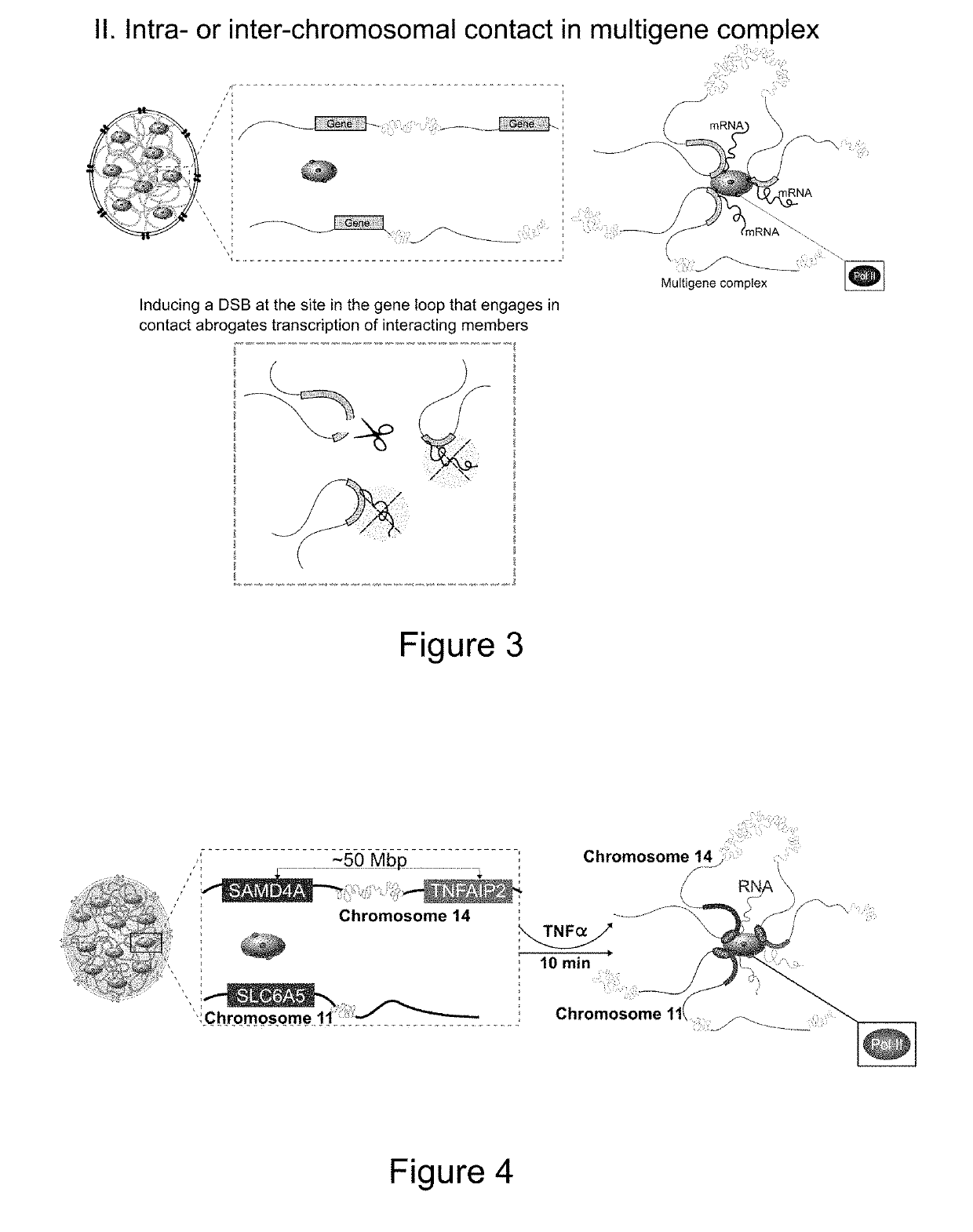 Site-specific nuclease single-cell assay targeting gene regulatory elements to silence gene expression