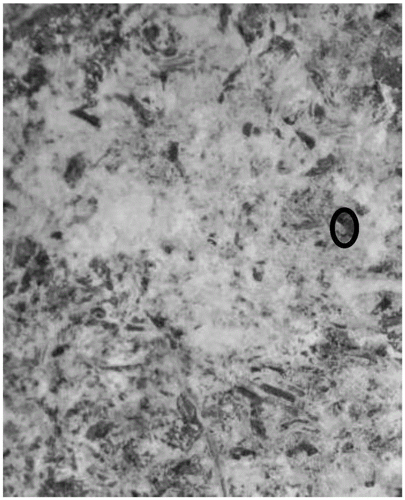 Production method of black tea containing eurotium cristatum