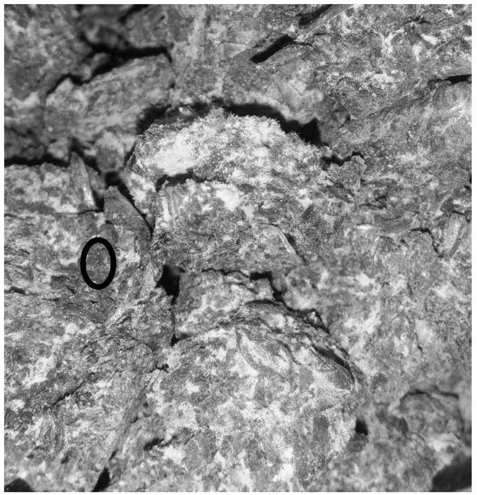 Production method of black tea containing eurotium cristatum