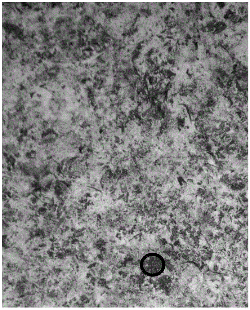 Production method of black tea containing eurotium cristatum