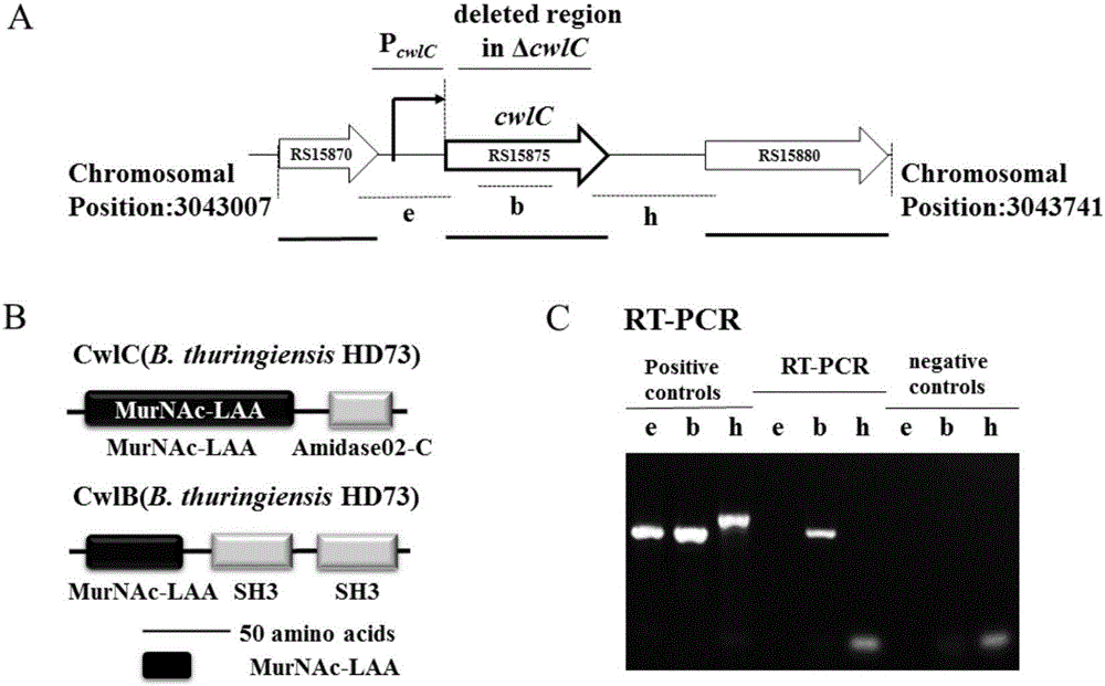 Application of hydrolytic enzyme CwlC in metrocyte lysis of bacillus