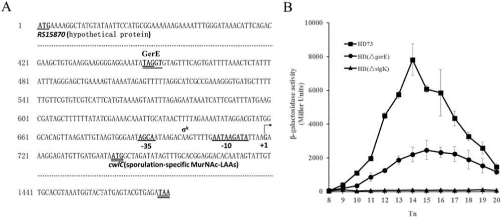 Application of hydrolytic enzyme CwlC in metrocyte lysis of bacillus