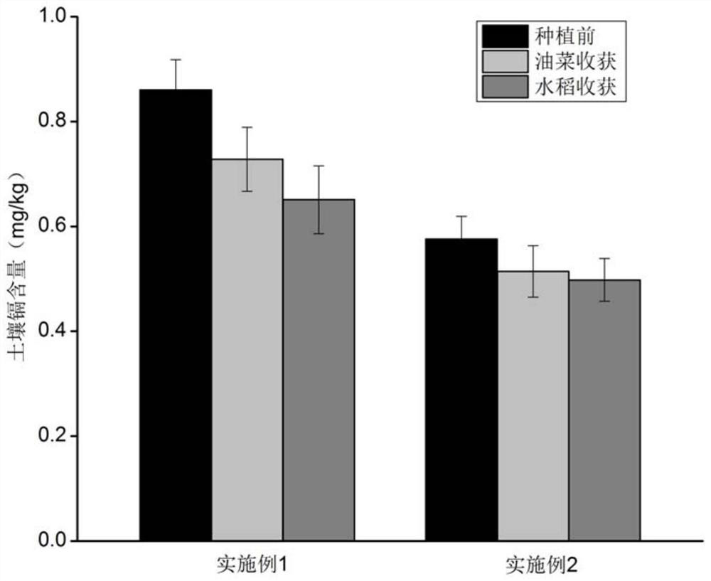 A method for repairing cadmium-contaminated farmland soil by using rapeseed-middle rice rotation