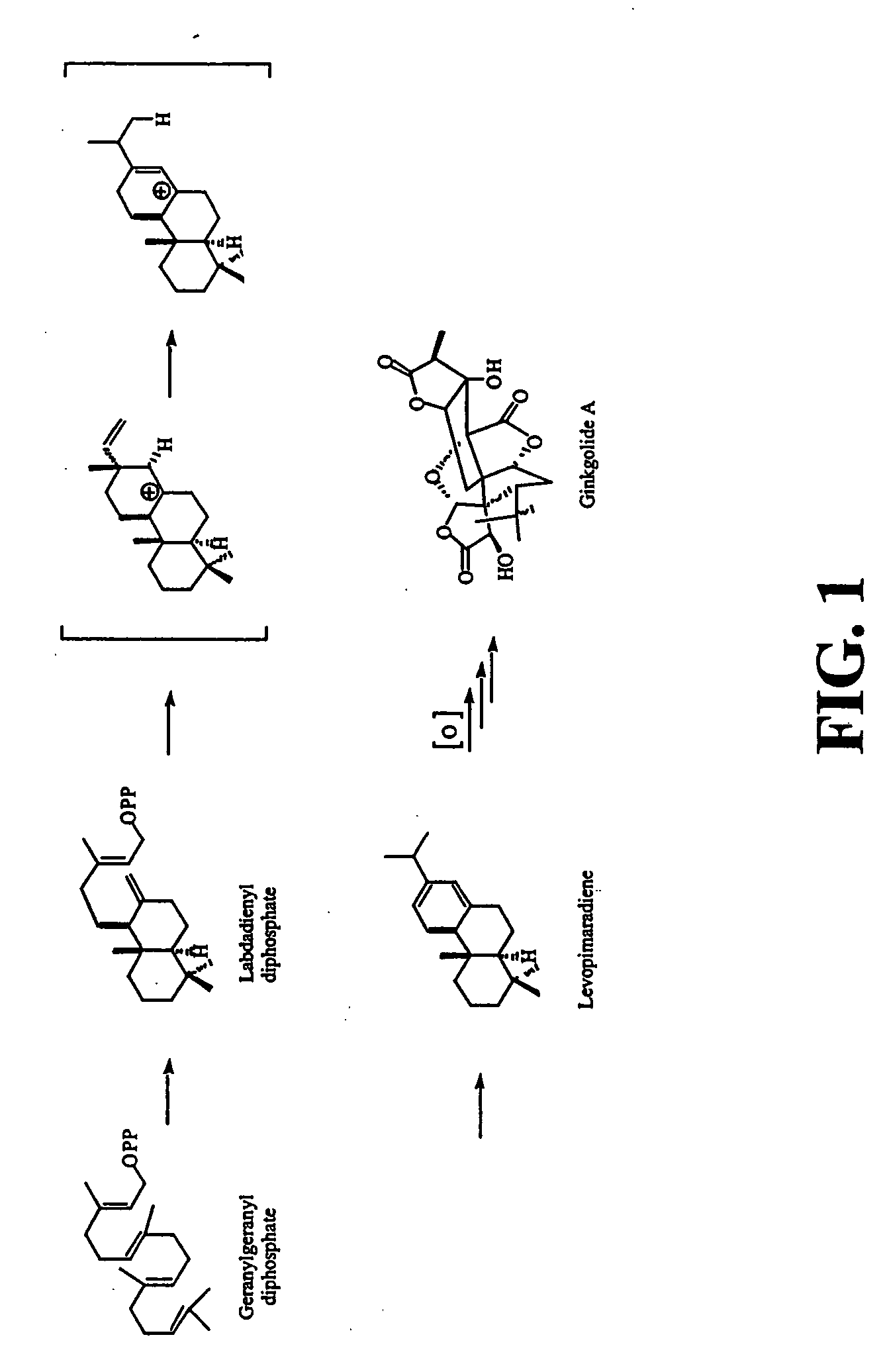 Ginkgo biloba levopimaradiene synthase