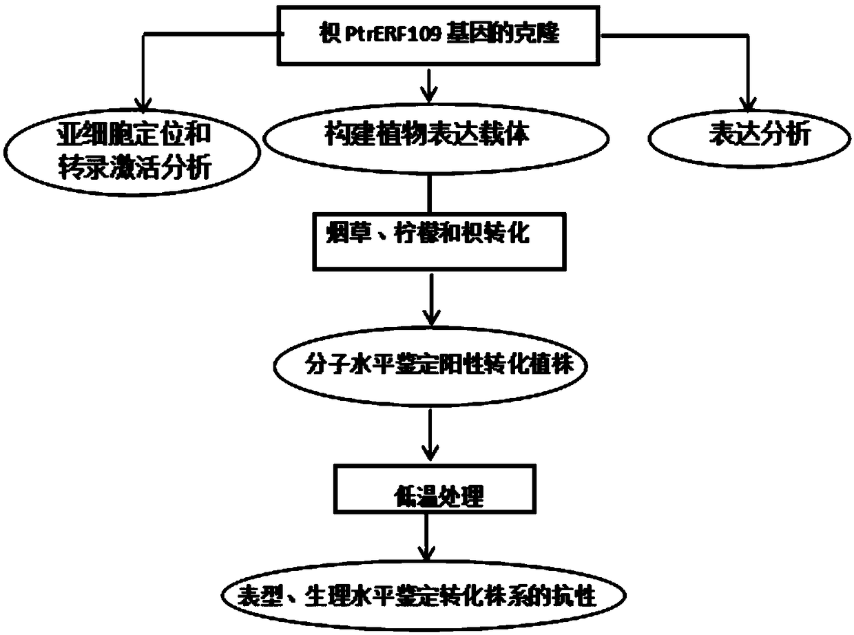 Cold-resist gene PtrERF109 of trifoliate orange and application thereof in cold resistance genetic improvement of plants