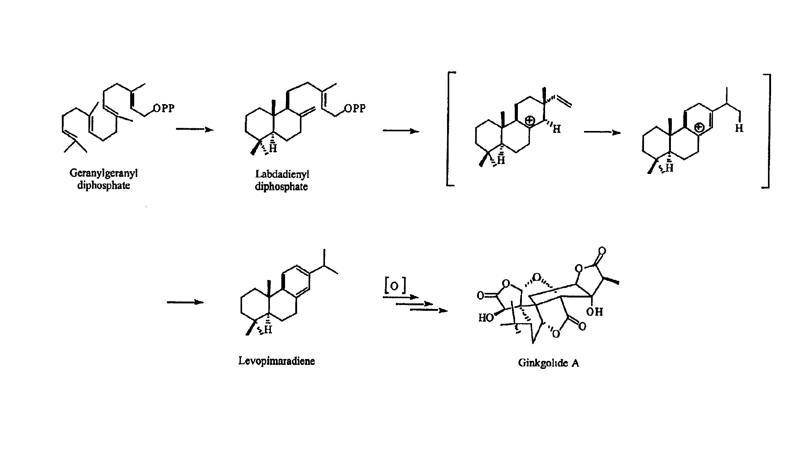 Ginkgo biloba levopimaradiene synthase