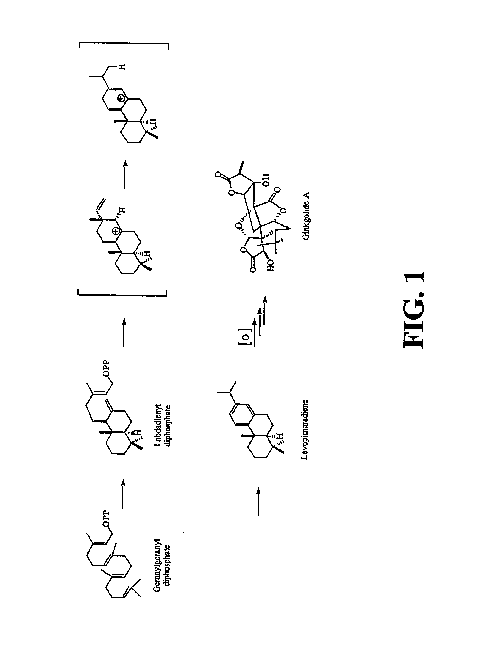 Ginkgo biloba levopimaradiene synthase