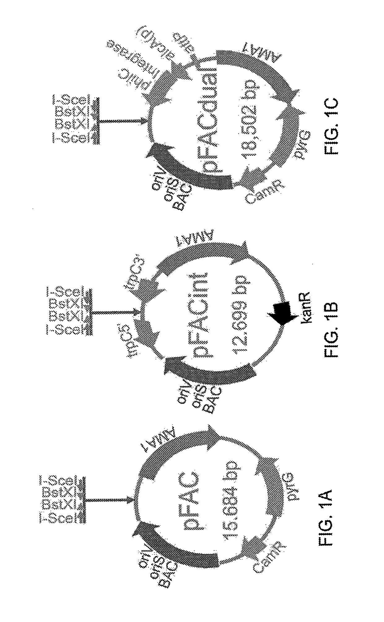 Fungal artificial chromosomes, compositions, methods and uses therfor