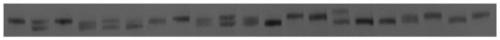 SSR molecular marker for screening content and phenotype of apple fruit sugar and application thereof