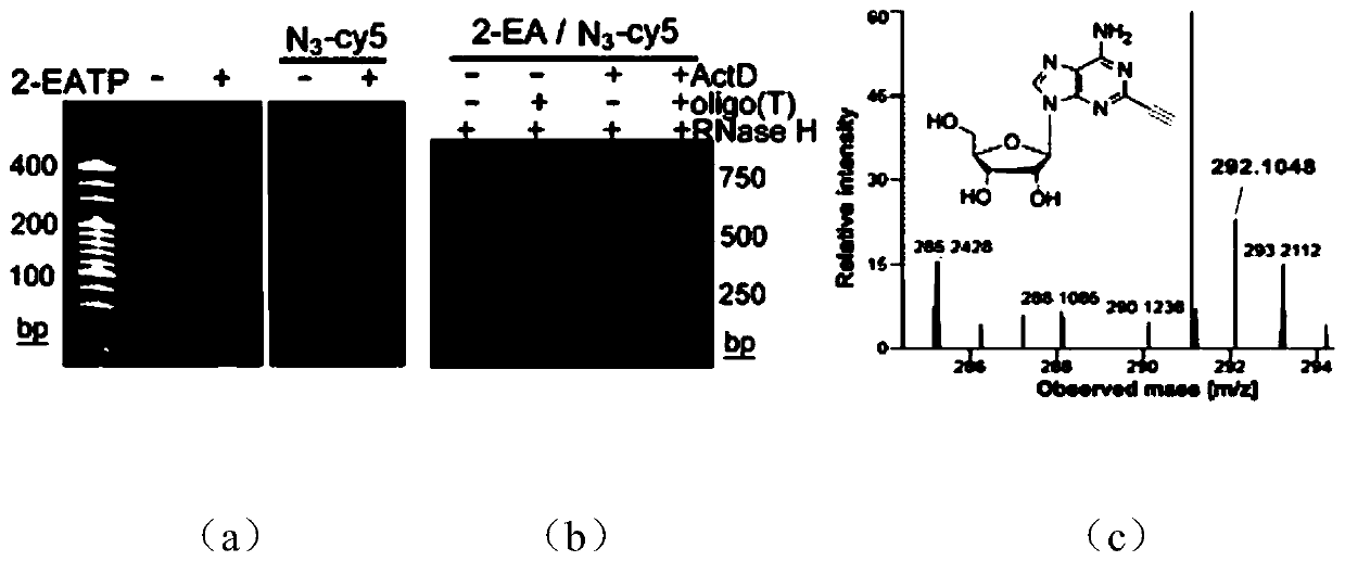 Imaging method of RNA tailing and structures of in-situ cells