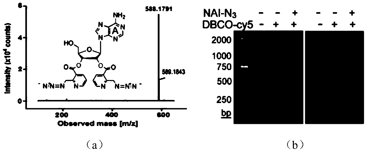 Imaging method of RNA tailing and structures of in-situ cells