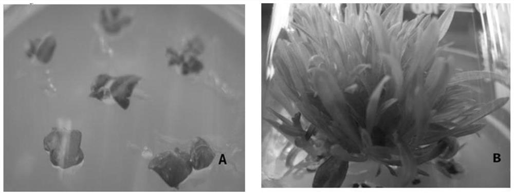 Method for Tissue Culture of Aromatic Plant Lingling Xiangqing