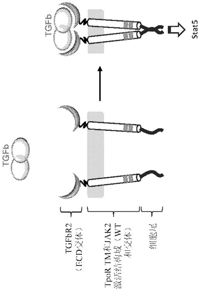 Chimeric cytokine receptors including TGFB binding domains