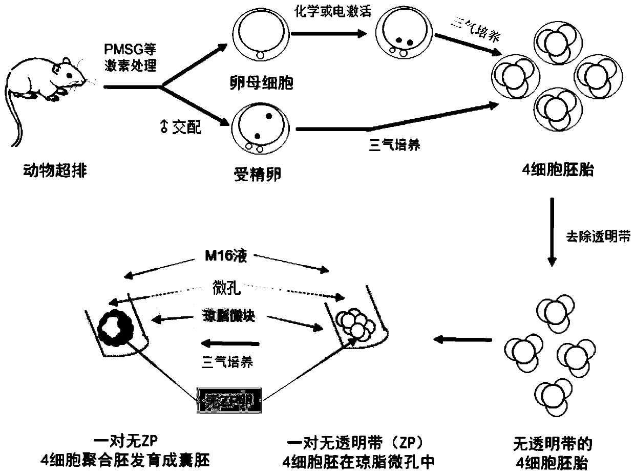 Method for polymerization and in-vitro culture of embryo without zona pellucida before implantation