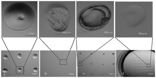 Method for polymerization and in-vitro culture of embryo without zona pellucida before implantation