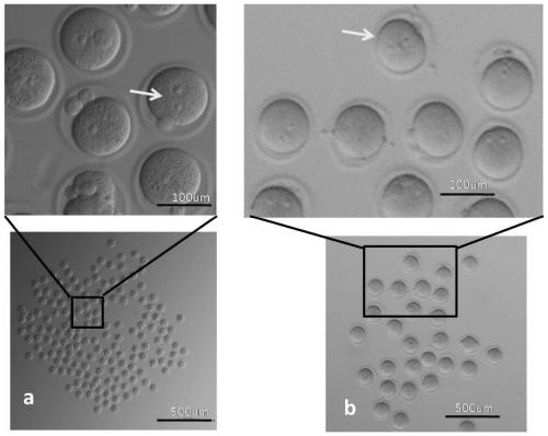 Method for polymerization and in-vitro culture of embryo without zona pellucida before implantation