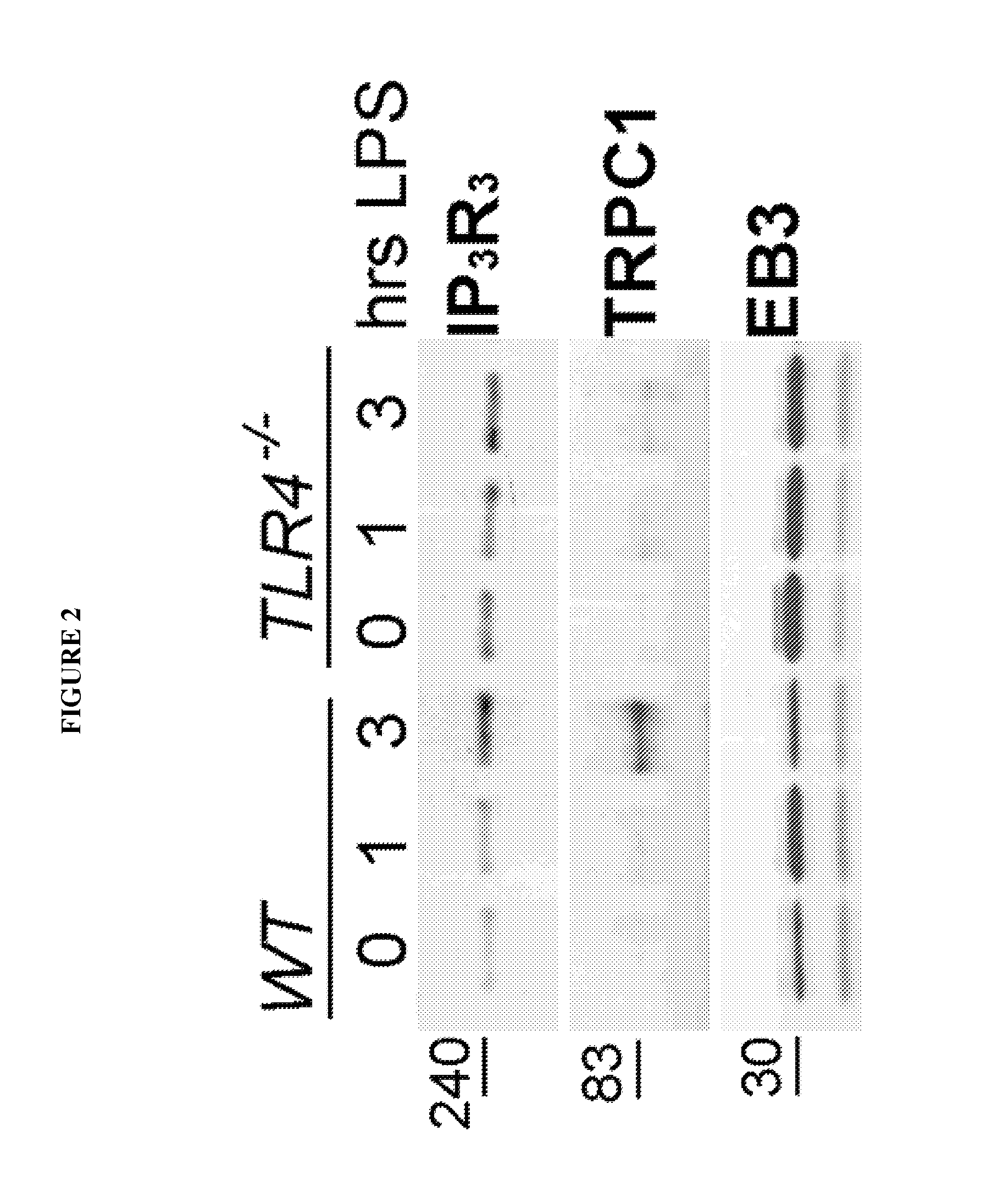 Peptide compositions and methods for treating lung injury, asthma, anaphylaxis, angioedema, systemic vascular permeability syndromes, and nasal congestion