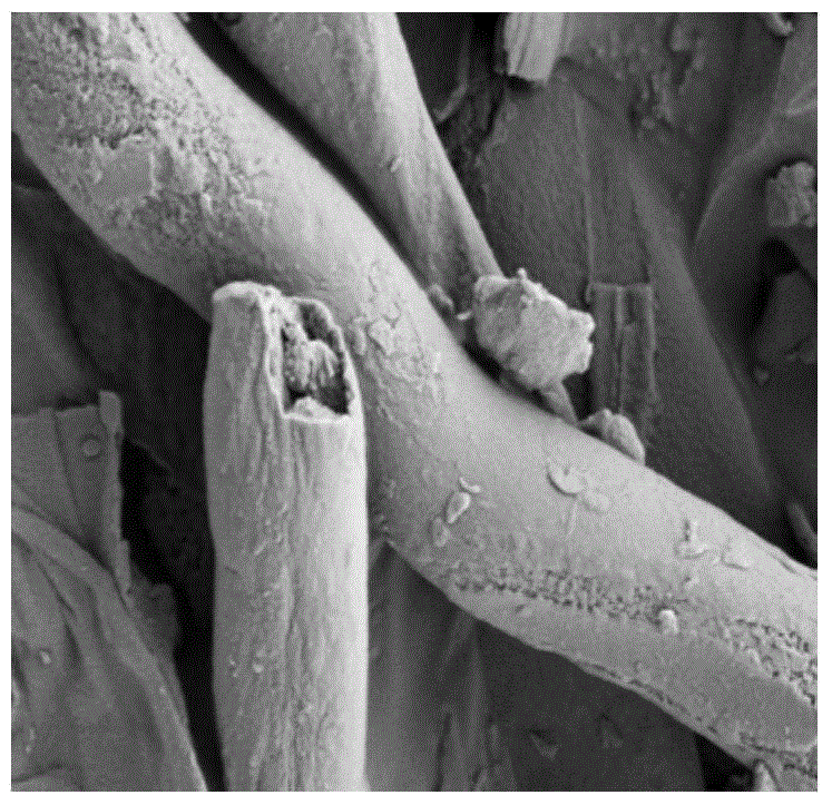 Method for extracting ganoderma polysaccharide from ganoderma lucidum fruiting body