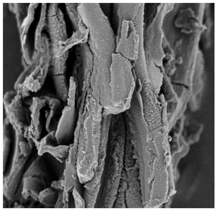 Method for extracting ganoderma polysaccharide from ganoderma lucidum fruiting body