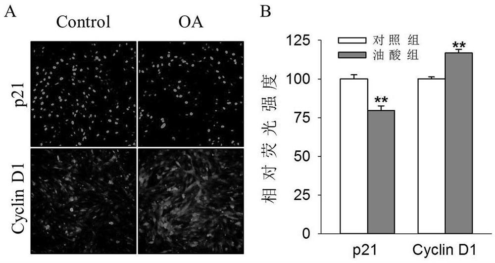 Application of Oleic Acid in Promoting Animal Mammary Gland Development