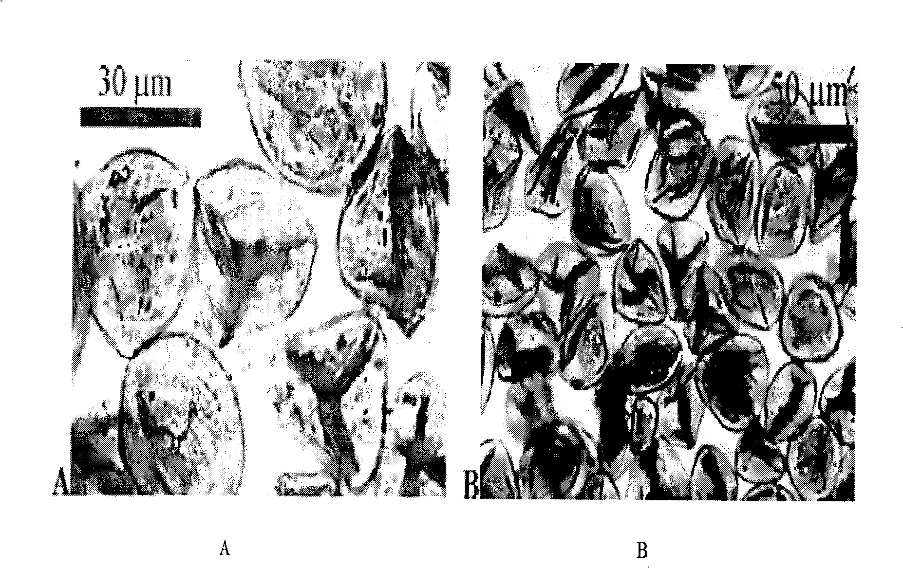 Method for preparing farina microcapsule medicament