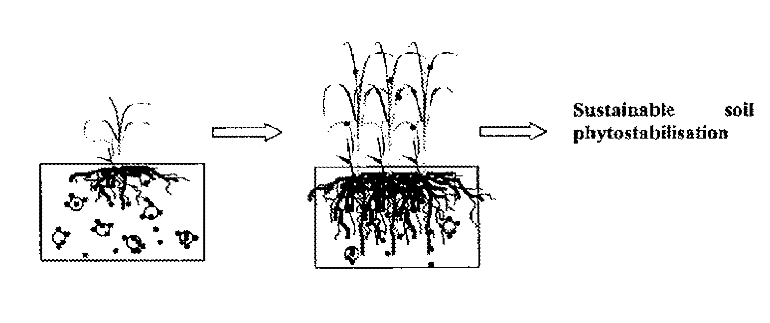 Soil remediation process