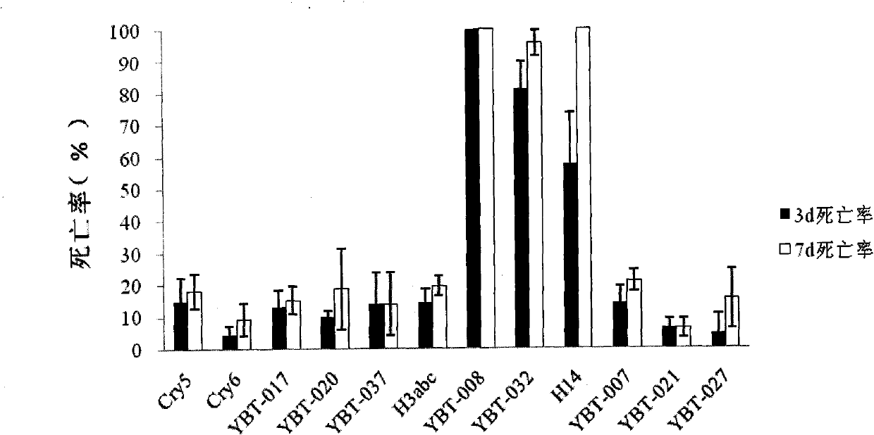 Bacillus thuringiensis YBT-008 for killing ditylenchus destructor and application thereof